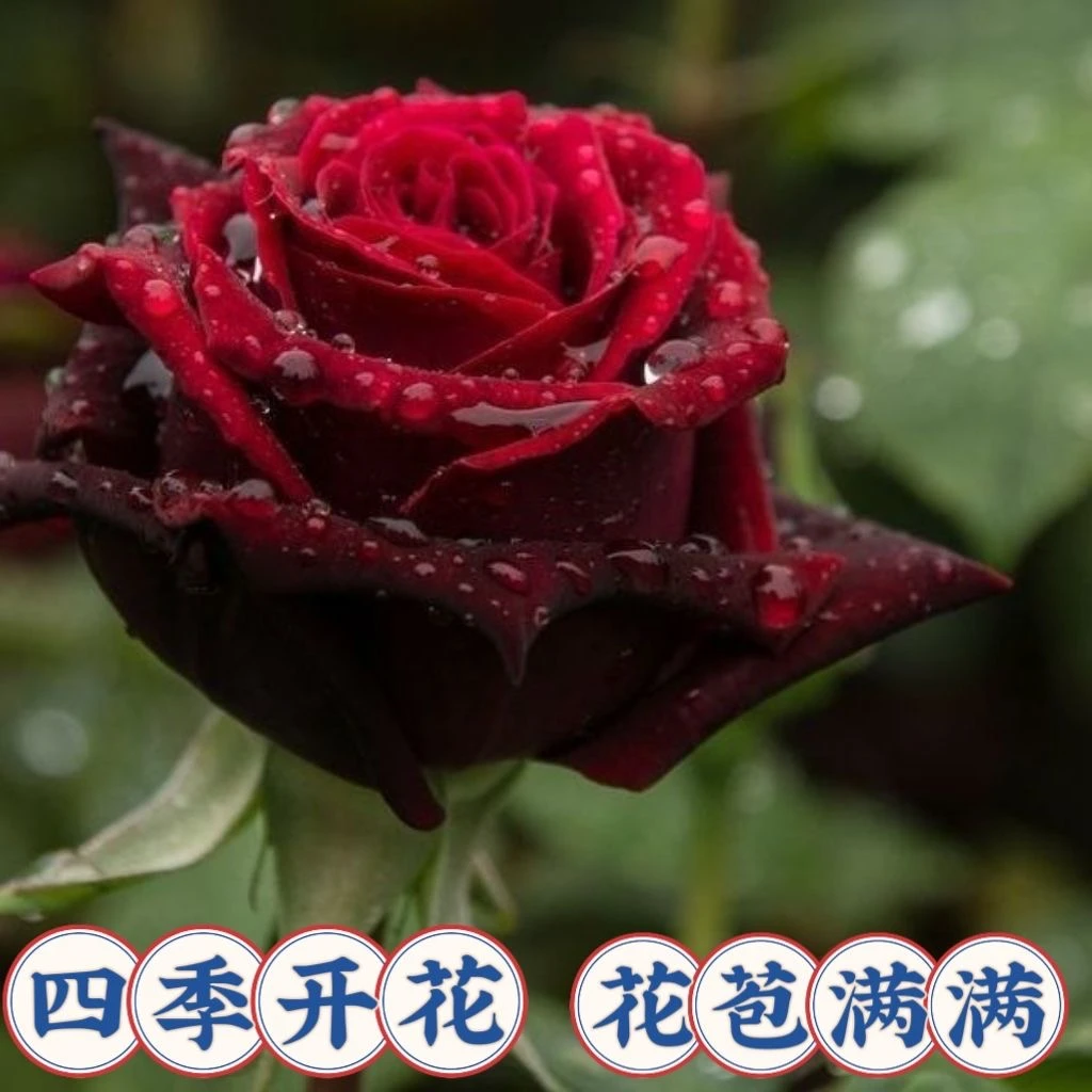 【云南精品】 红丝绒 复古系带花苞大花四季开花浓香庭院阳台