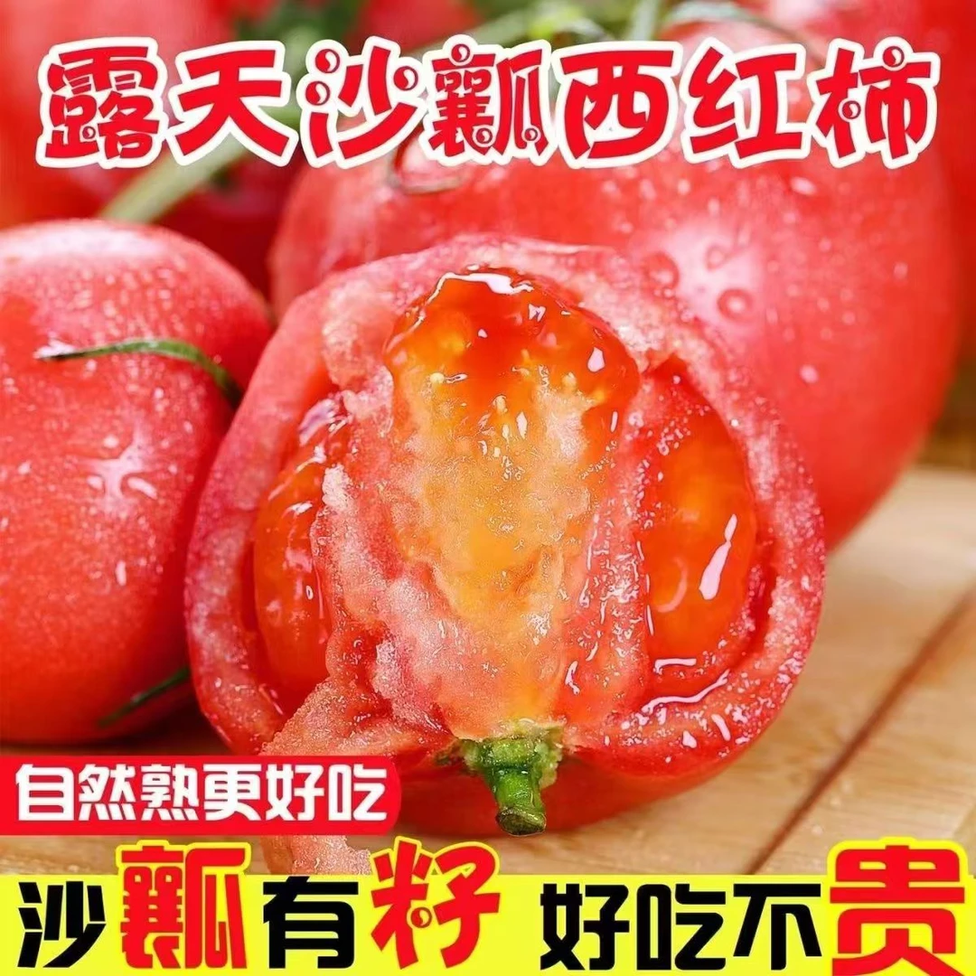【坏果包赔】云南高山老品种西红柿自然熟新鲜采摘酸甜多汁露天番茄