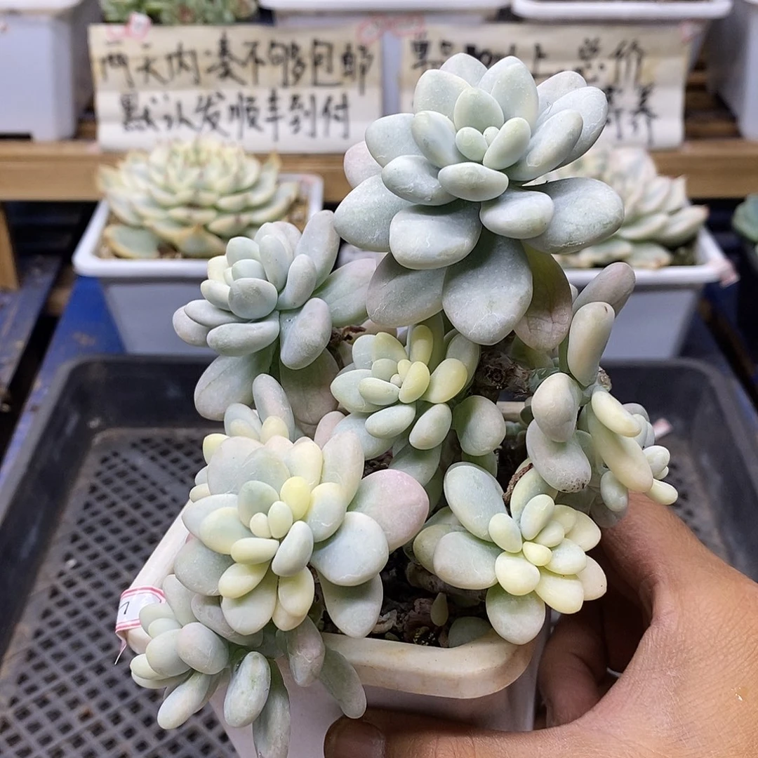 0949 母本香水洛神锦 有砍 7 天后发货