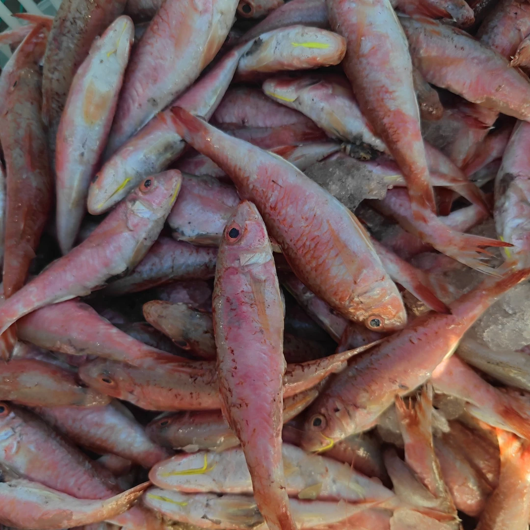 惠来神泉本港小红鱼正红鱼