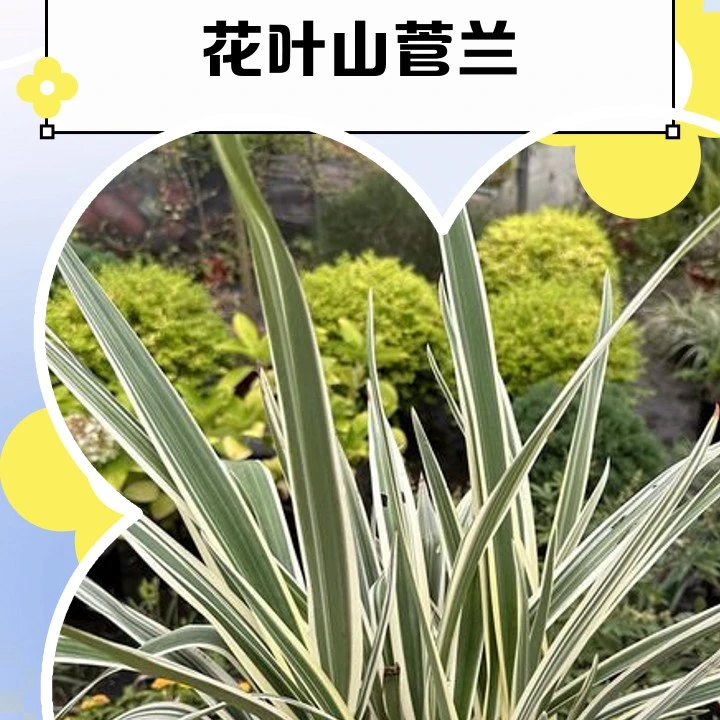 花叶山菅兰盆栽地栽好养花卉绿植适合庭院阳台办公室