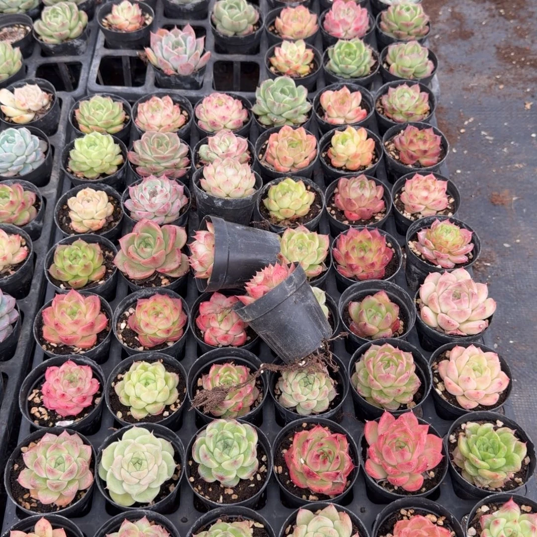 麦秆五颗量拍发货23-16表箱对着