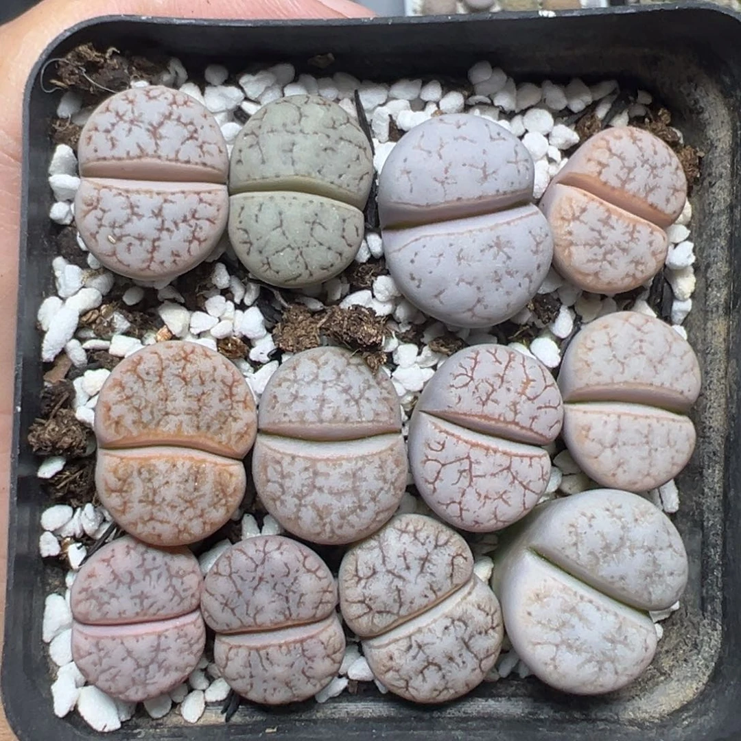 【闪购商品】109……