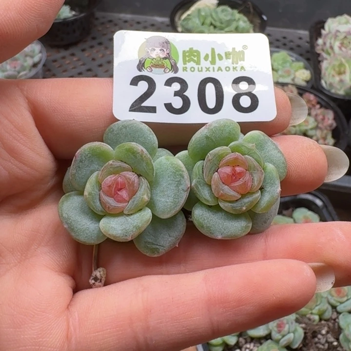 *****多肉植物多肉植物
