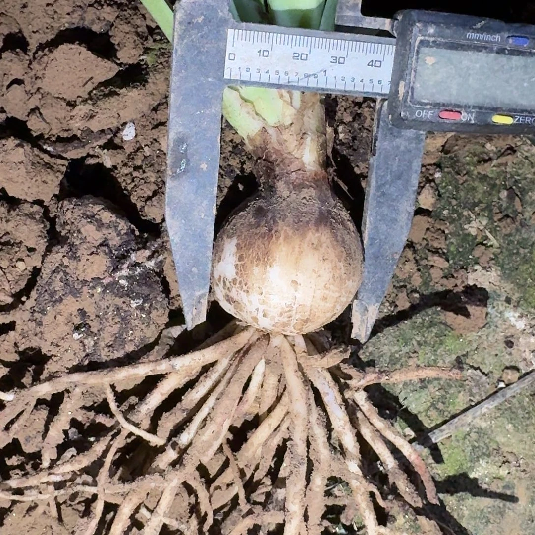 达芙妮4厘米裸根剪叶一棵