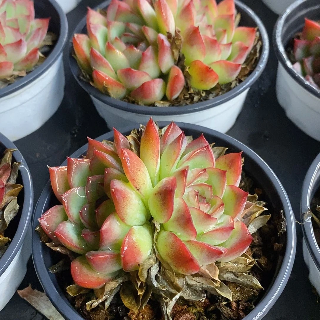 团。双头荷花。福利多多