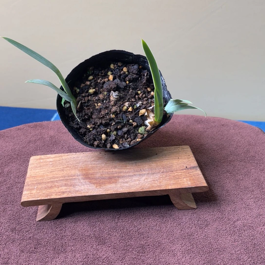 完全开放盆栽植物