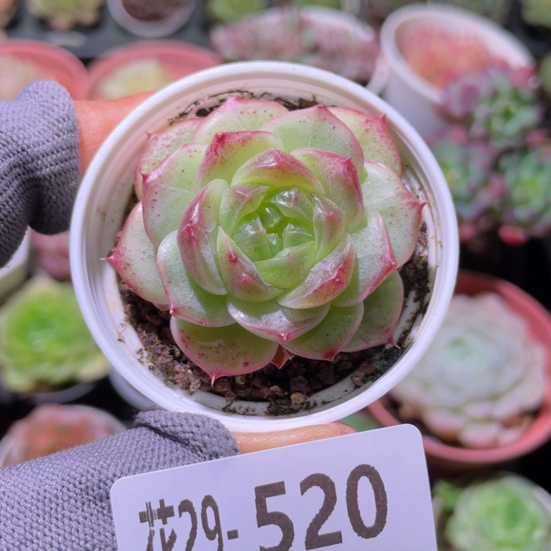 花利美29-520珍妮