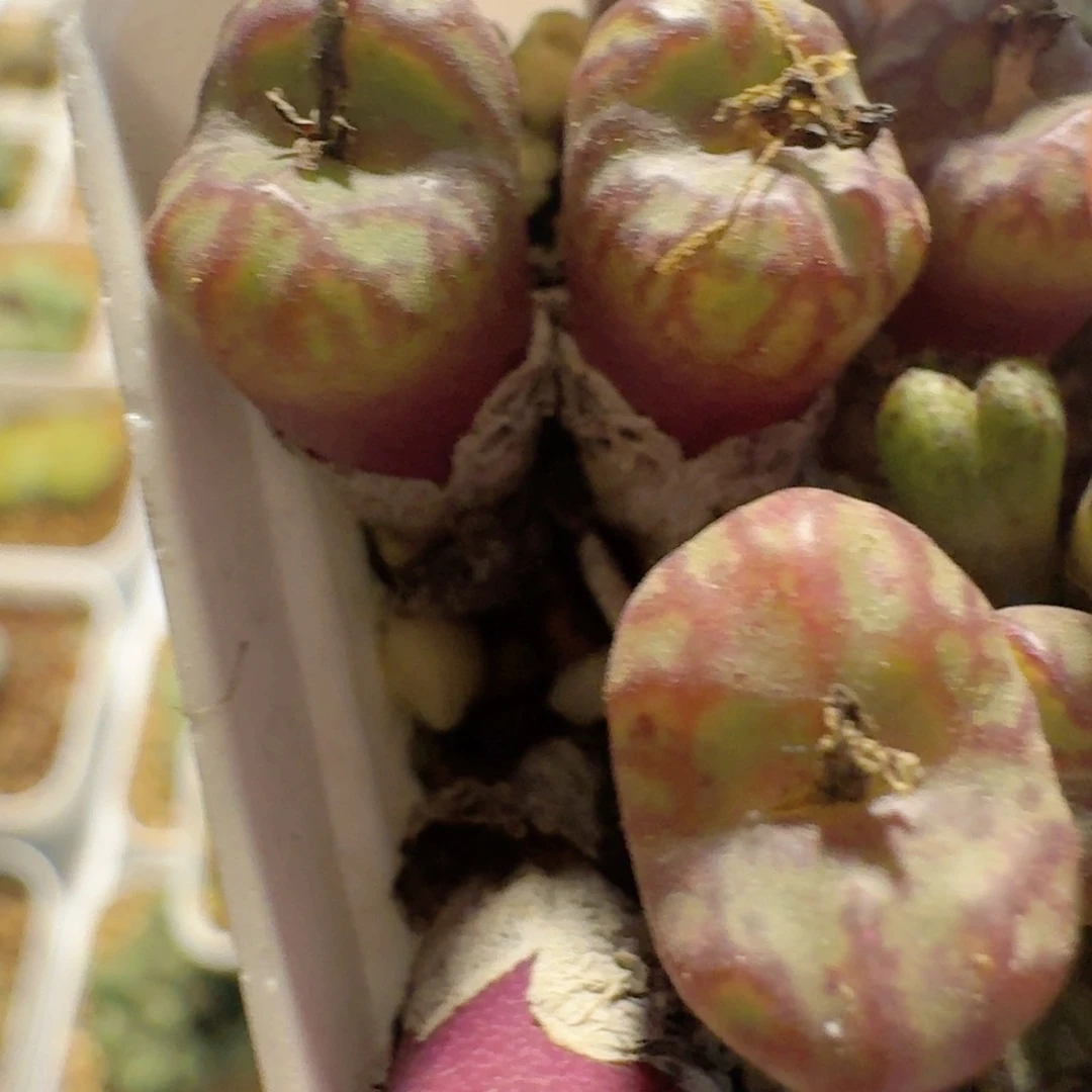 ๓**.脱土发货  .......