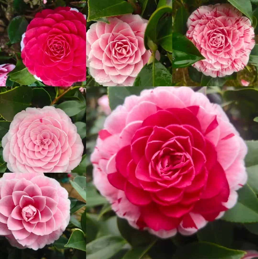 大杯五色赤丹茶花树苗盆栽花卉耐寒好养室内庭院好养易活