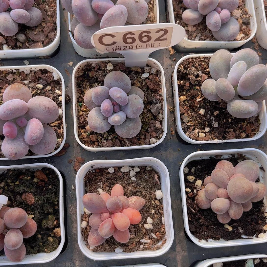 。***。C662蛋黄奶一物一拍