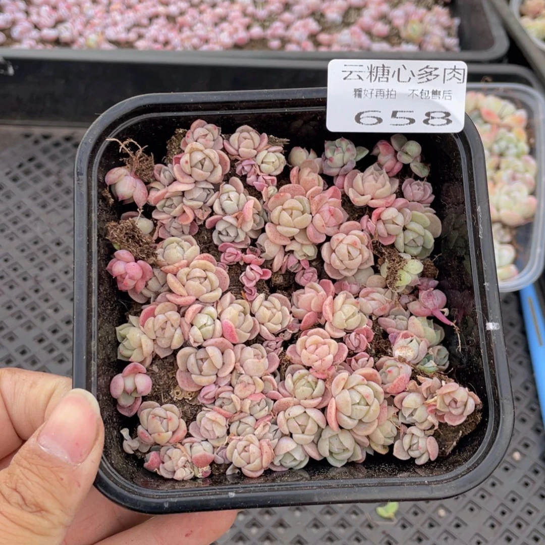 云糖心多肉植物658