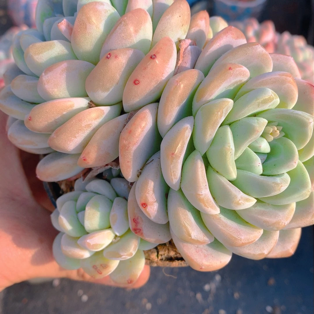 0311-05 9头大群老桩冰玉