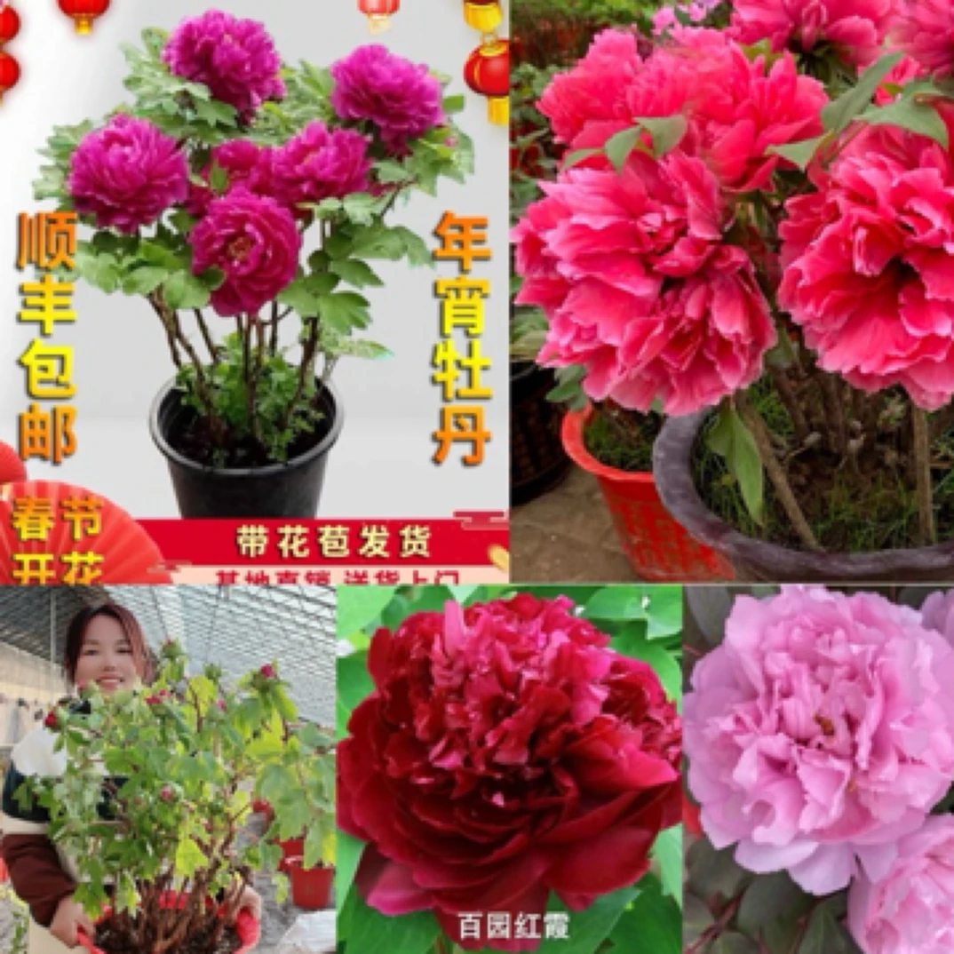 山东菏泽盆栽牡丹年宵花 (带花苞发货)保温箱礼盒包装送货上门