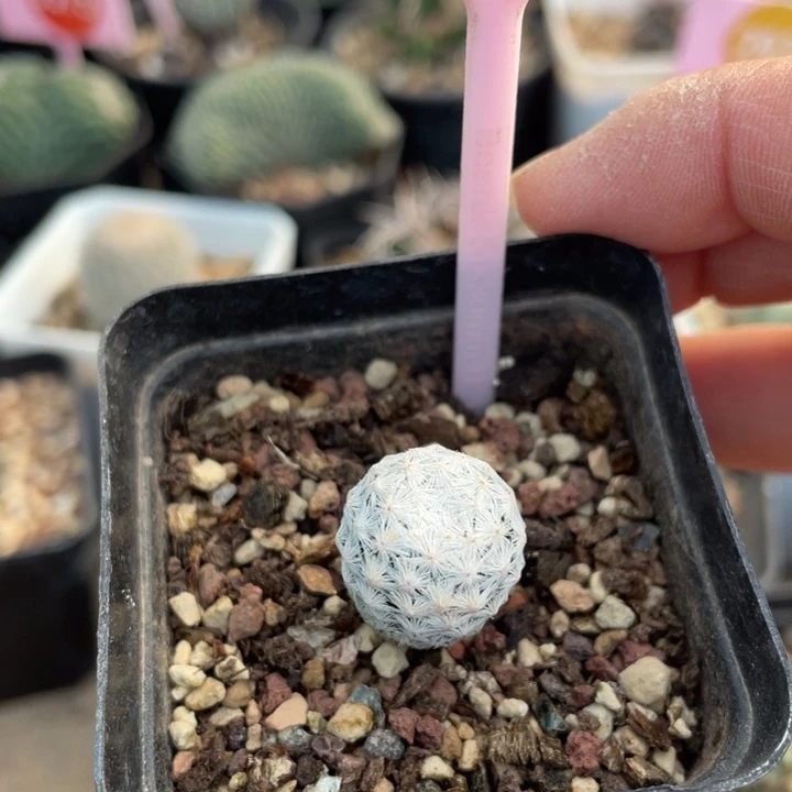 实生白鸟3020-00000