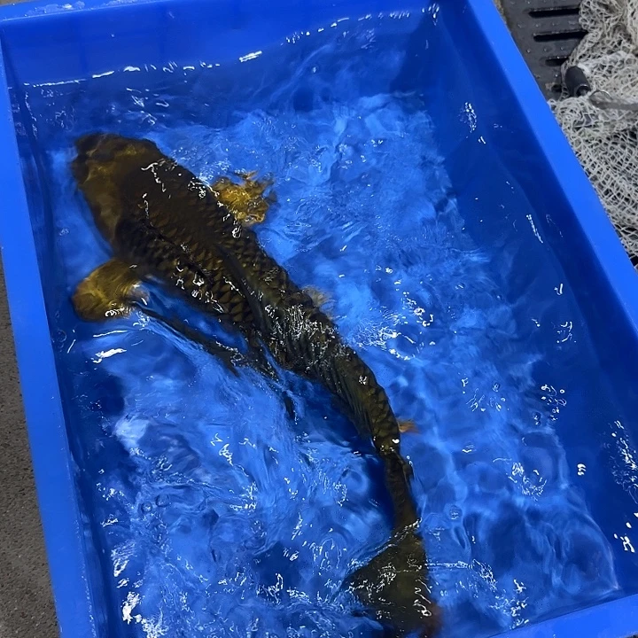 海水赤目芒果红茶