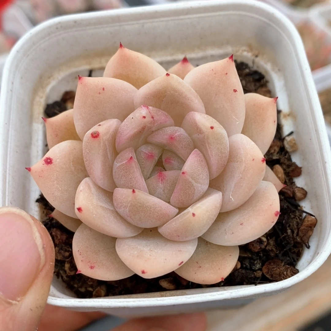 精品多肉一物一拍60