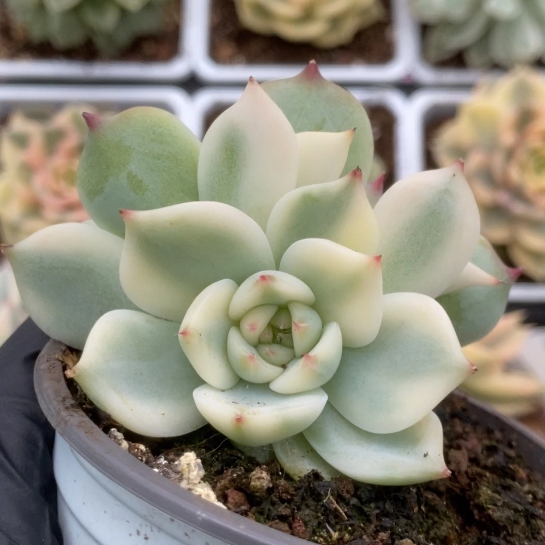 487锦锦锦锦锦锦锦锦锦