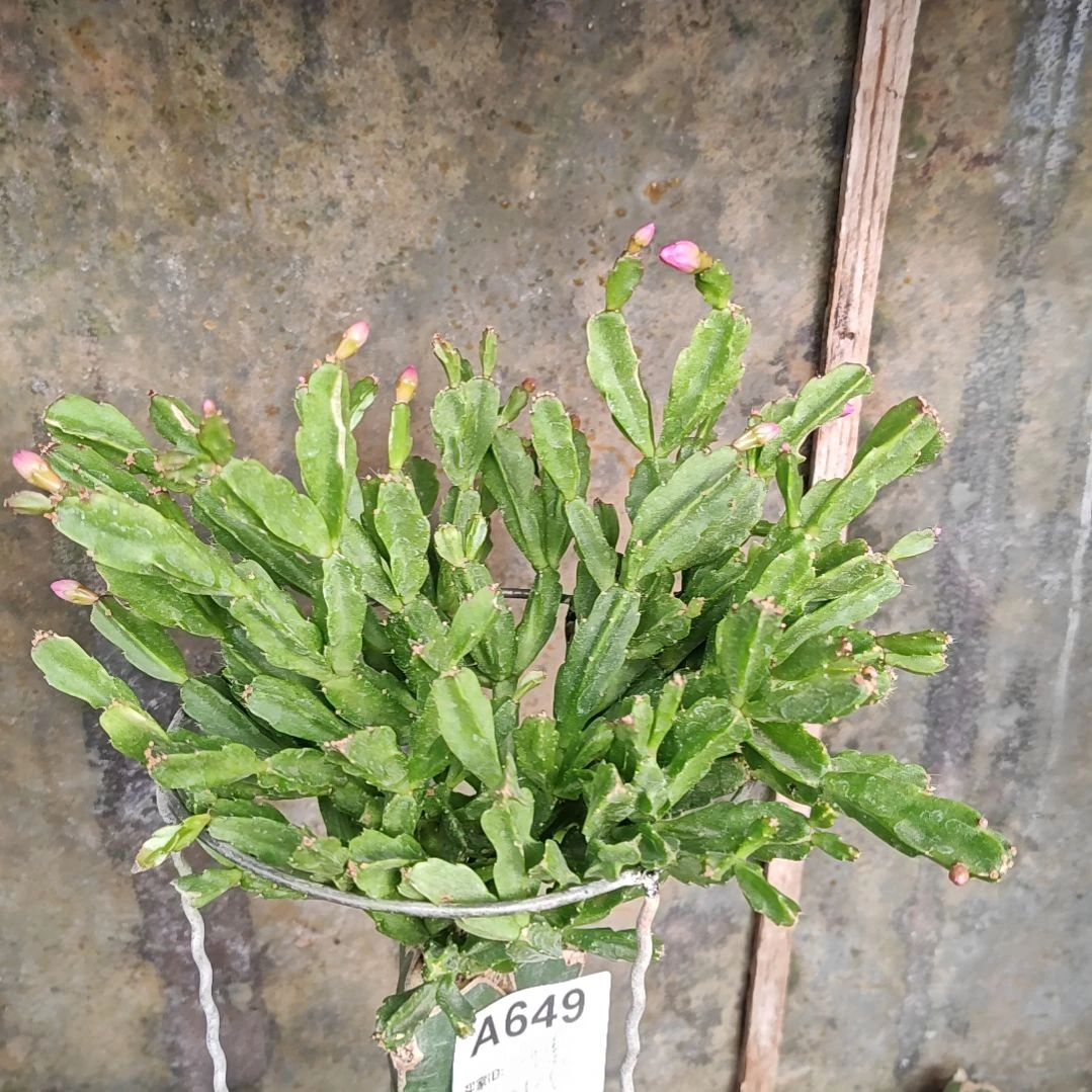 用***7异类脱土脱盆易掉芽苞649