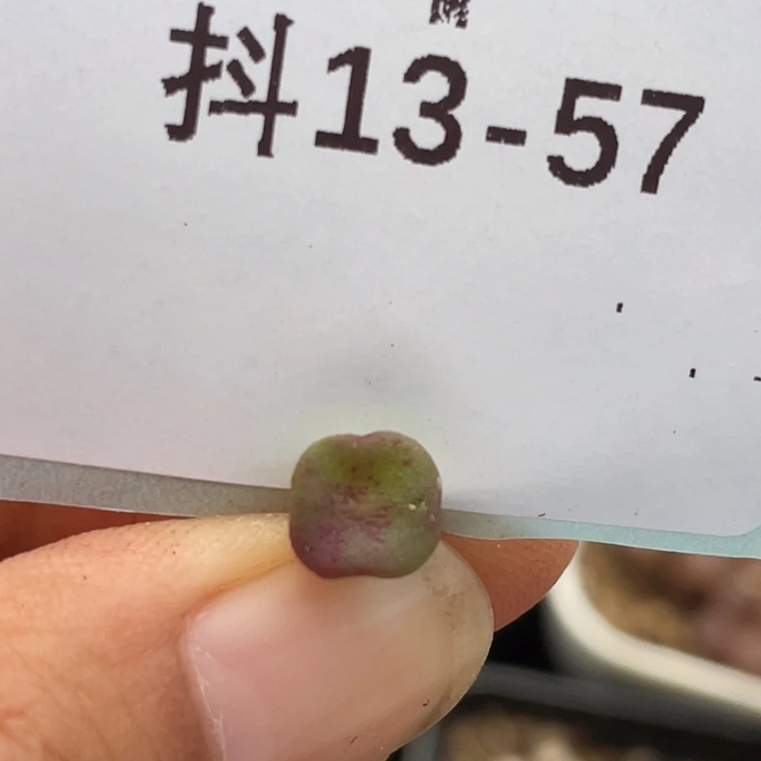 13-57方碗多肉植物
