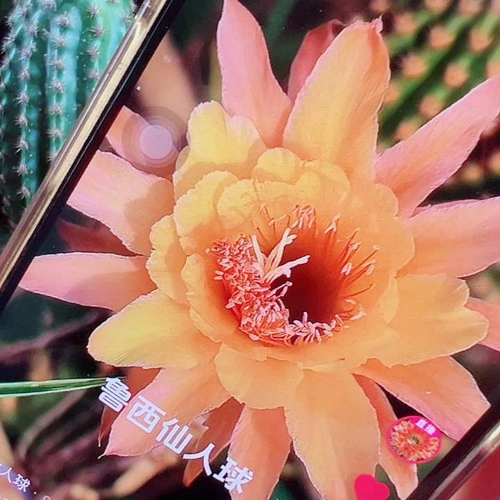 金妞 王子 侧芽 厘米 满20包邮