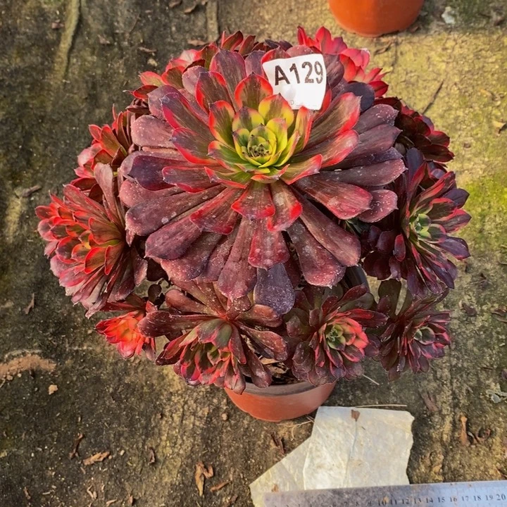 烟花多肉植物129