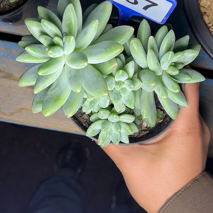 多肉植物阿蒂斯托187