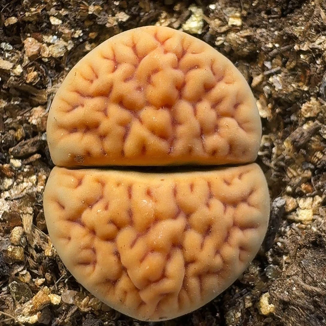 生石花111111。   285