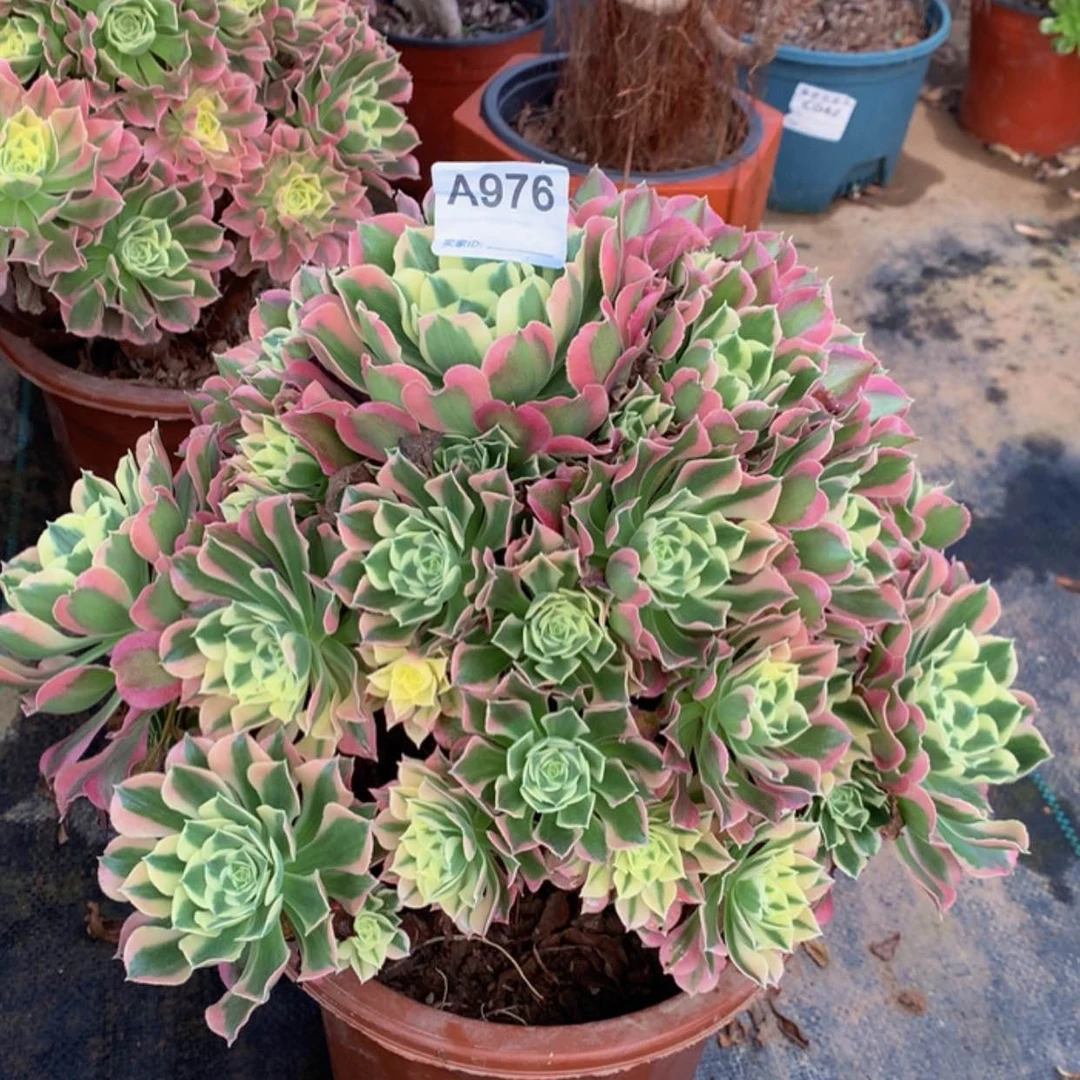 【闪购商品】蜻**水976白凤