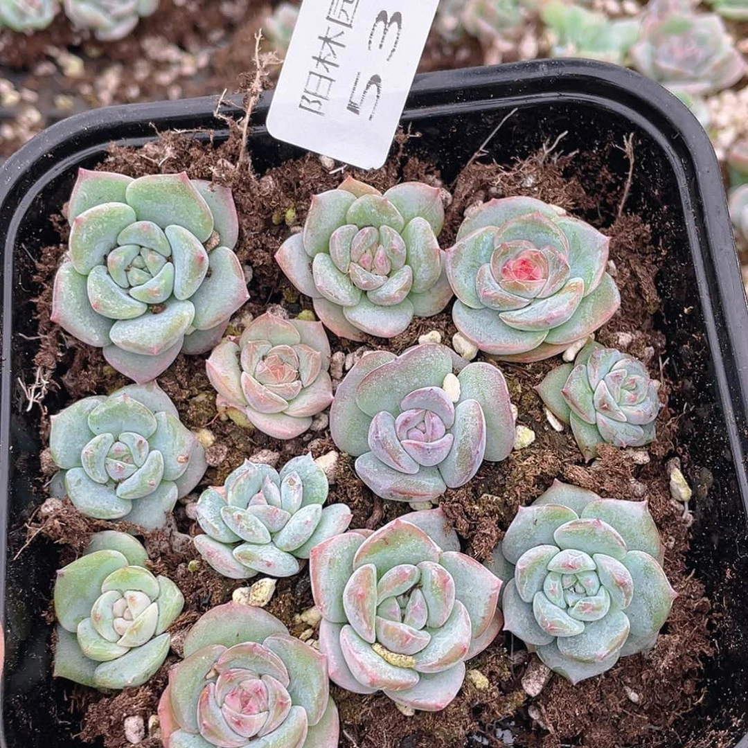 多肉植物多肉植物535