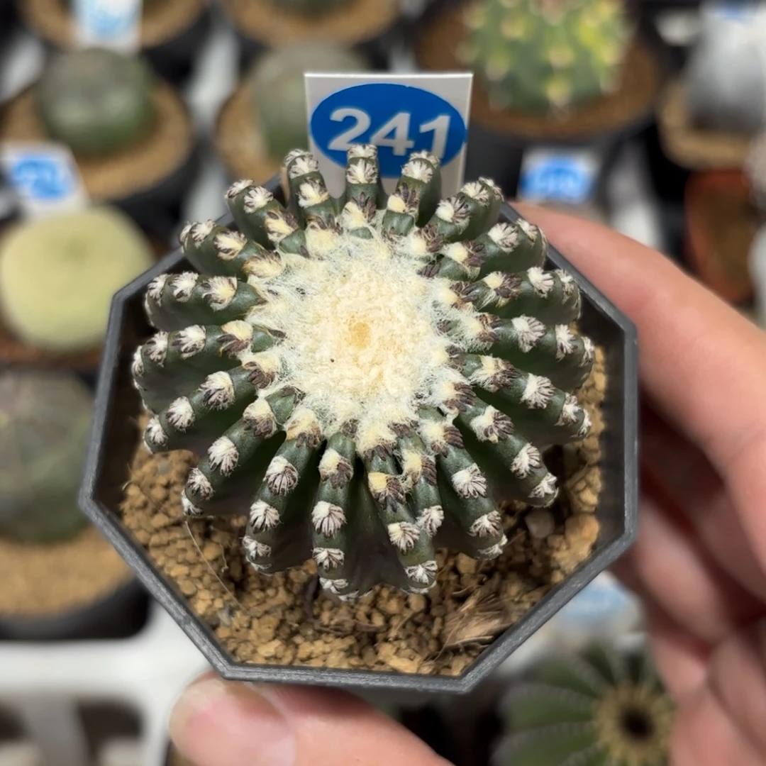 241实生奇特球带盆带土发货的