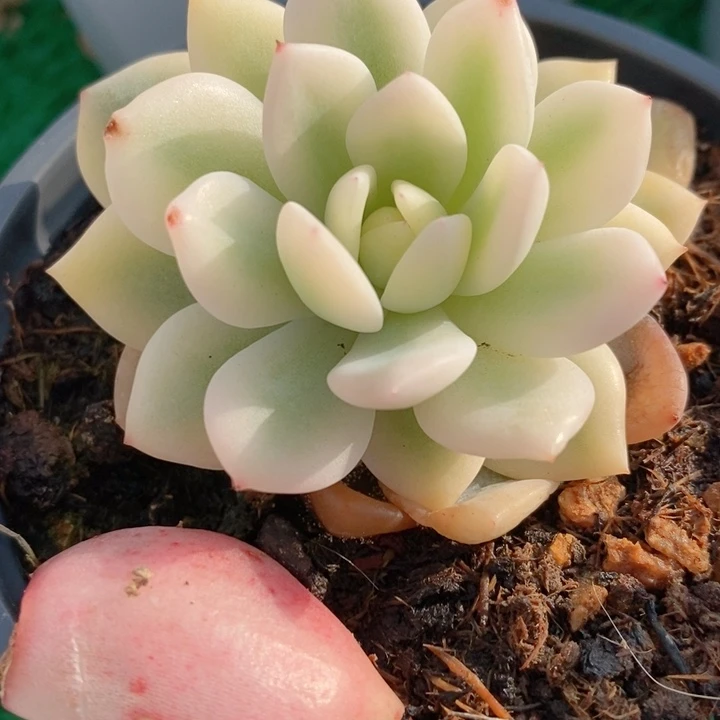 宽锦橙梦露锦多肉锦