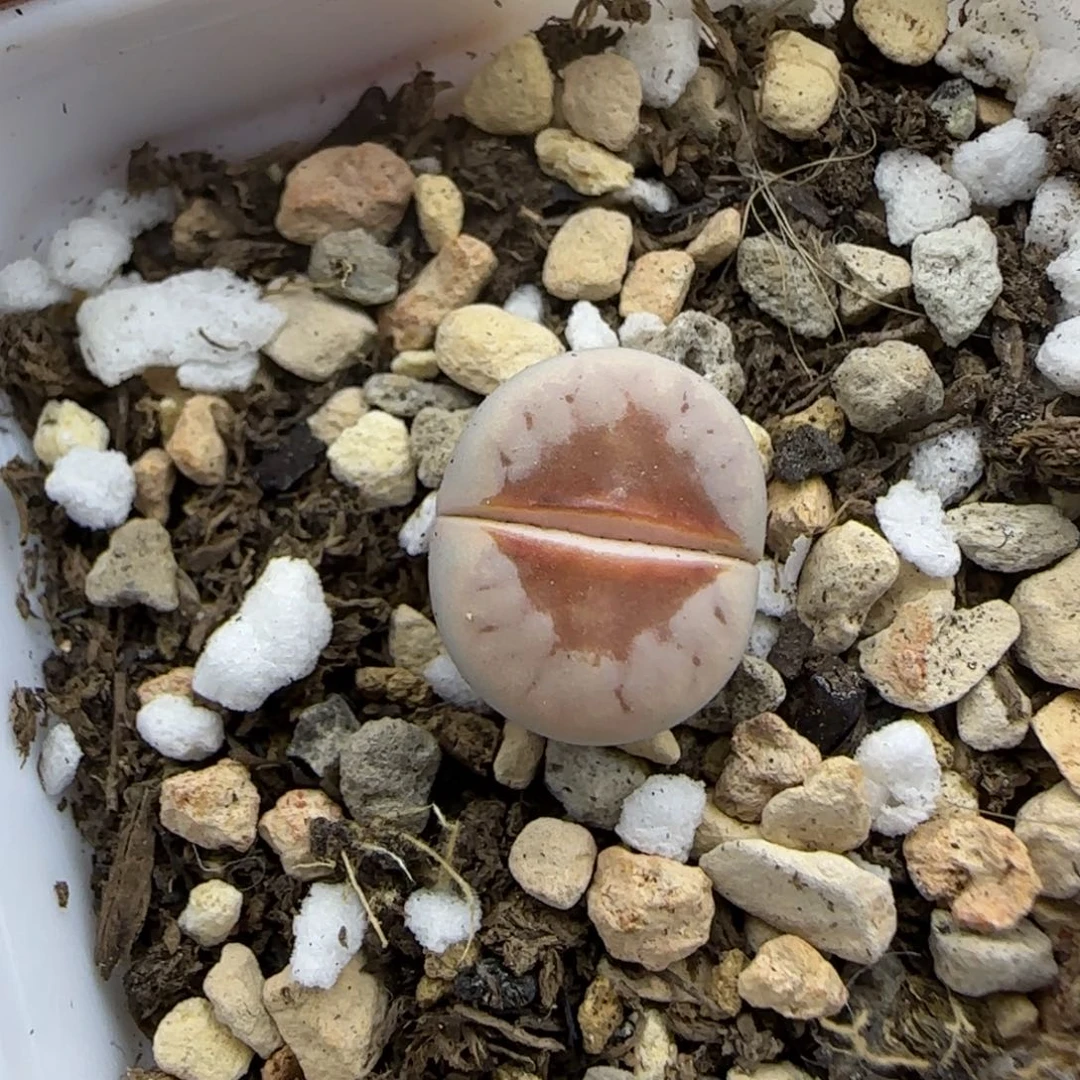 二蜕1344红热唇大棚直播