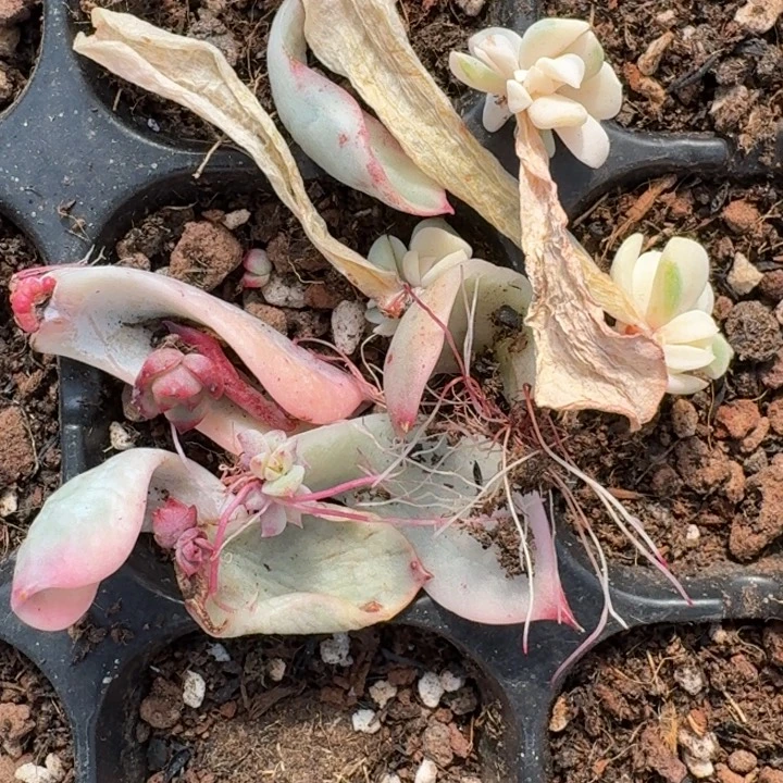 一堆的价格一物一拍