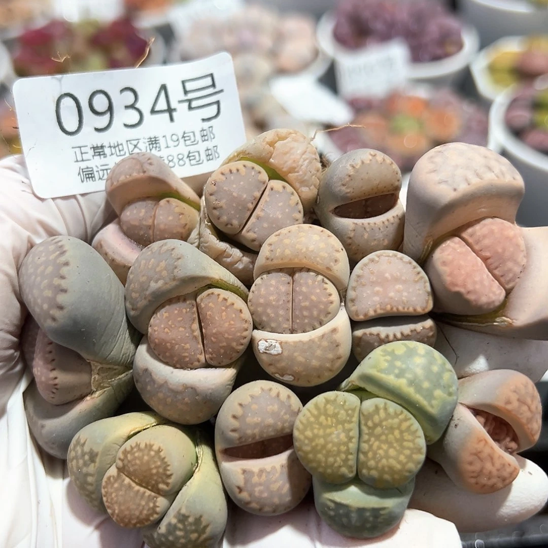 好养易活生石花大母本0934共11颗有颗双头饼干