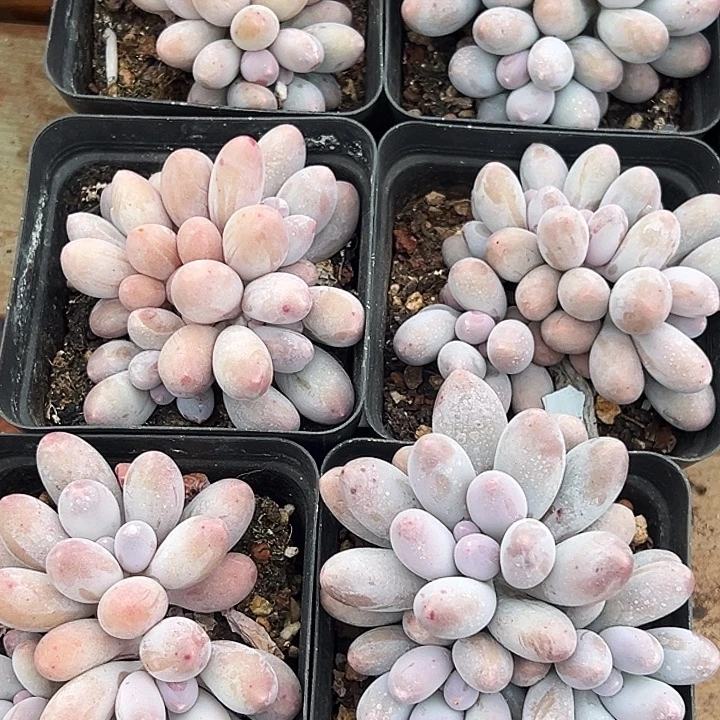 团 071   汤圆锦  叶插群