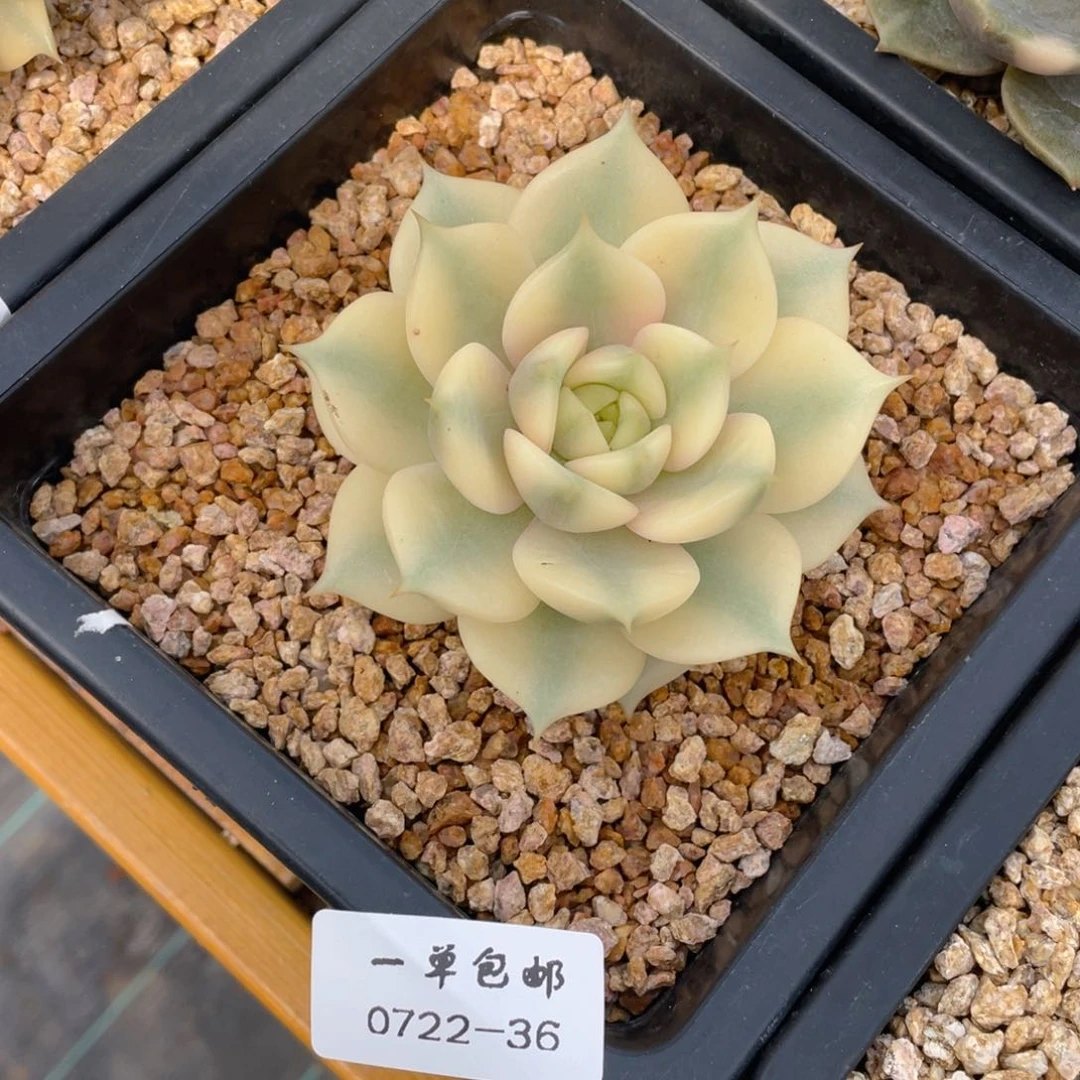 0722-36-贝加尔湖锦。。。。。