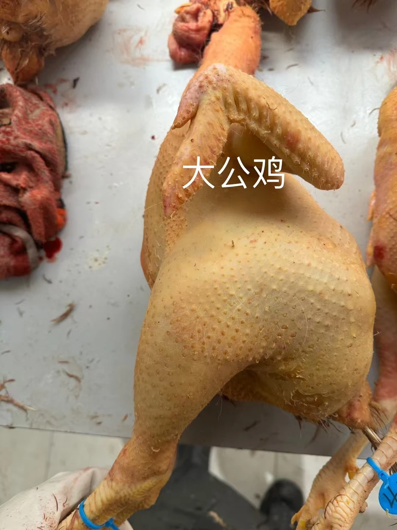 原野农家散养土鸡跑地鸡高山云雾鸡原生态大公鸡母鸡