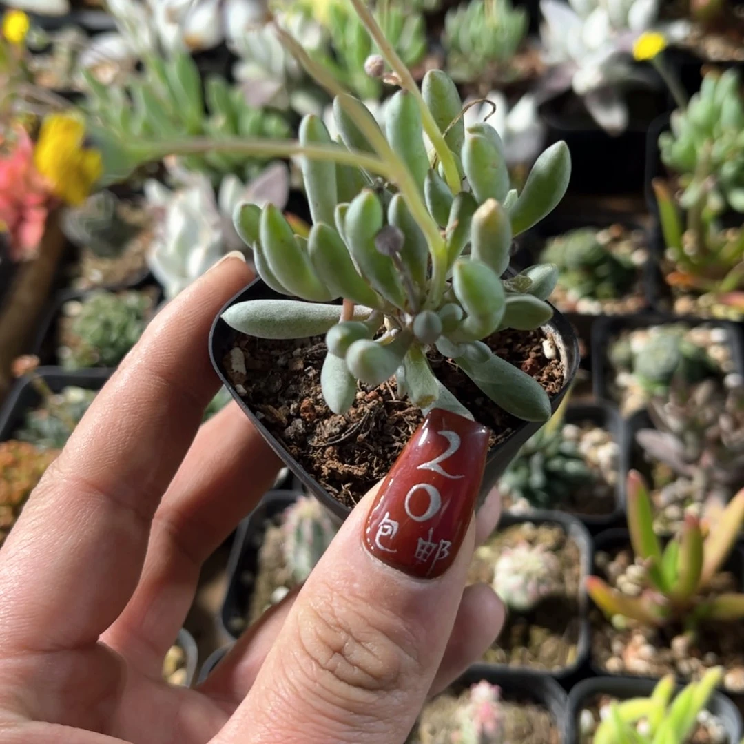 卡拉菲单头发货有根发货