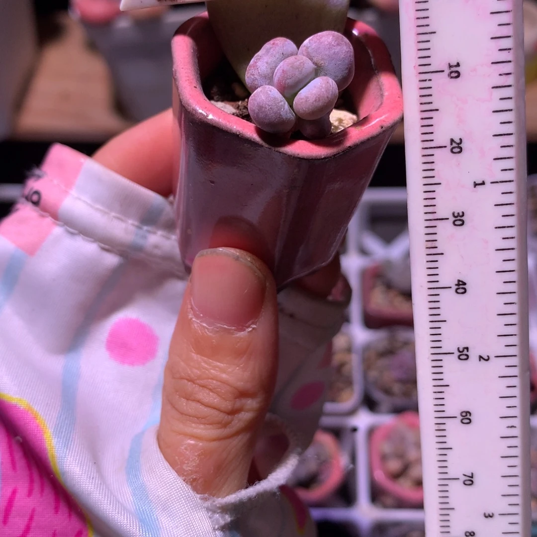 油煎奶酪多肉油煎