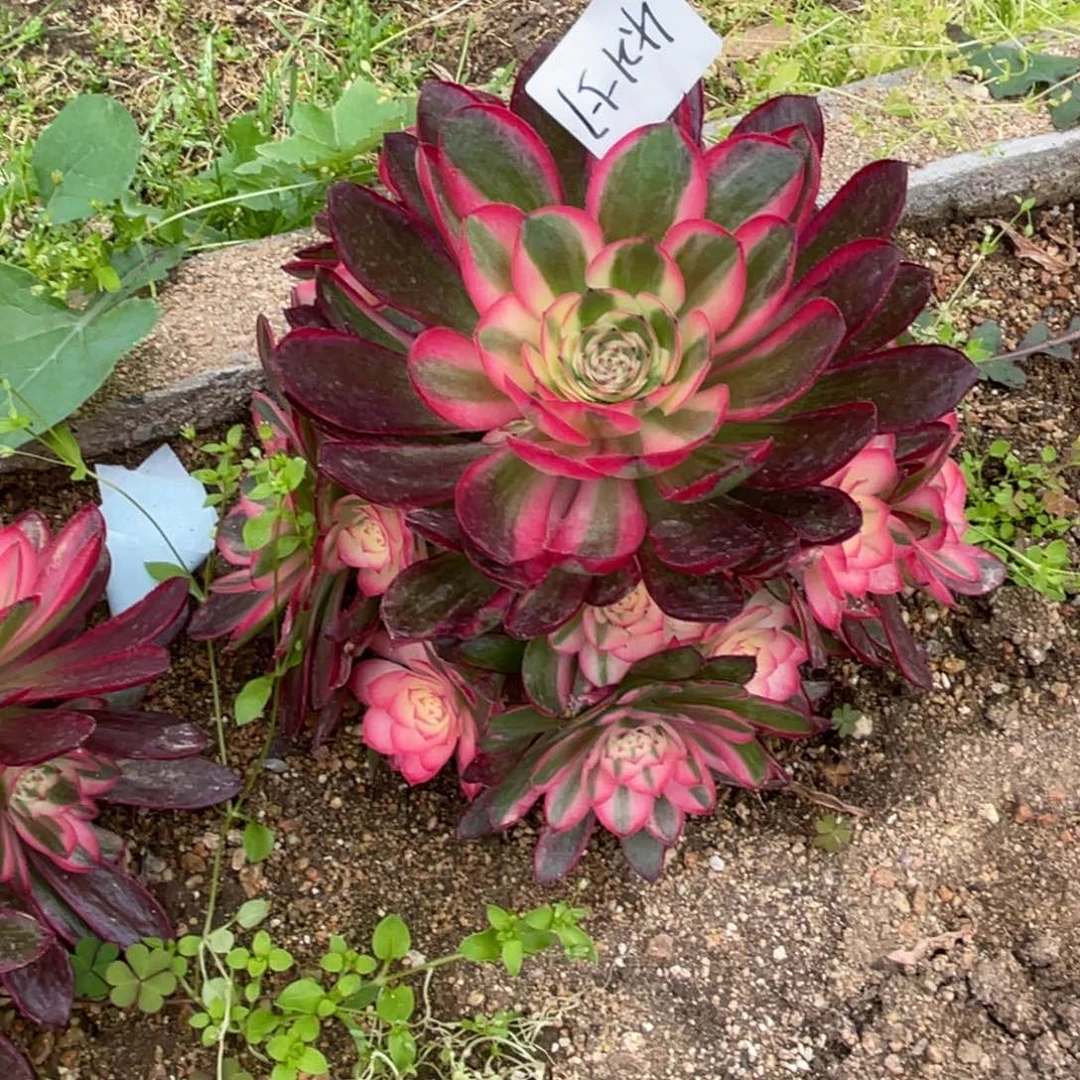 21-57倾城法师多肉