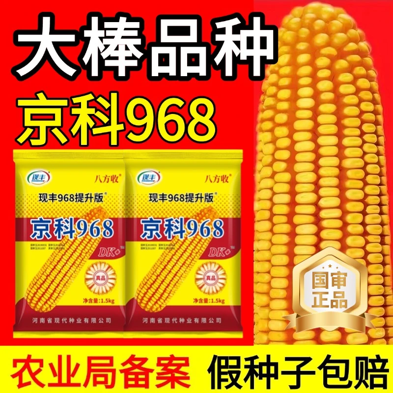国审高产玉米种正品京科968高产稳产南北通种【金谷满仓】