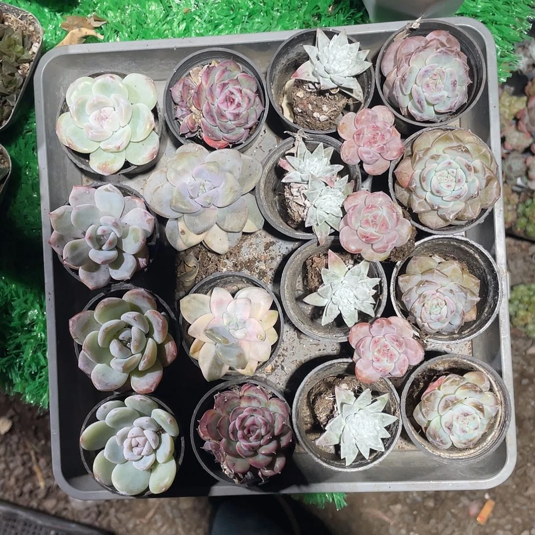 福利款，相当之不糙