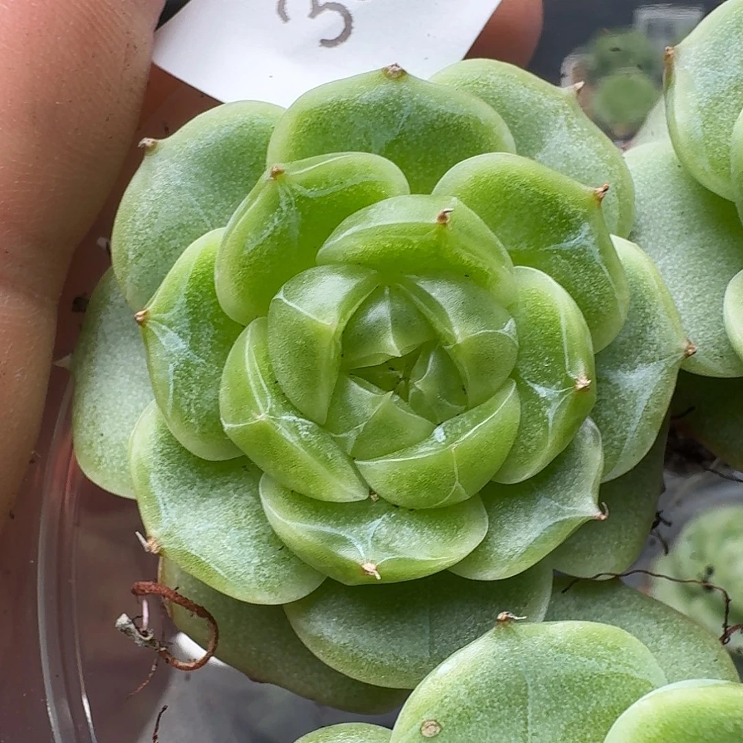 一物一拍一物一拍916-358