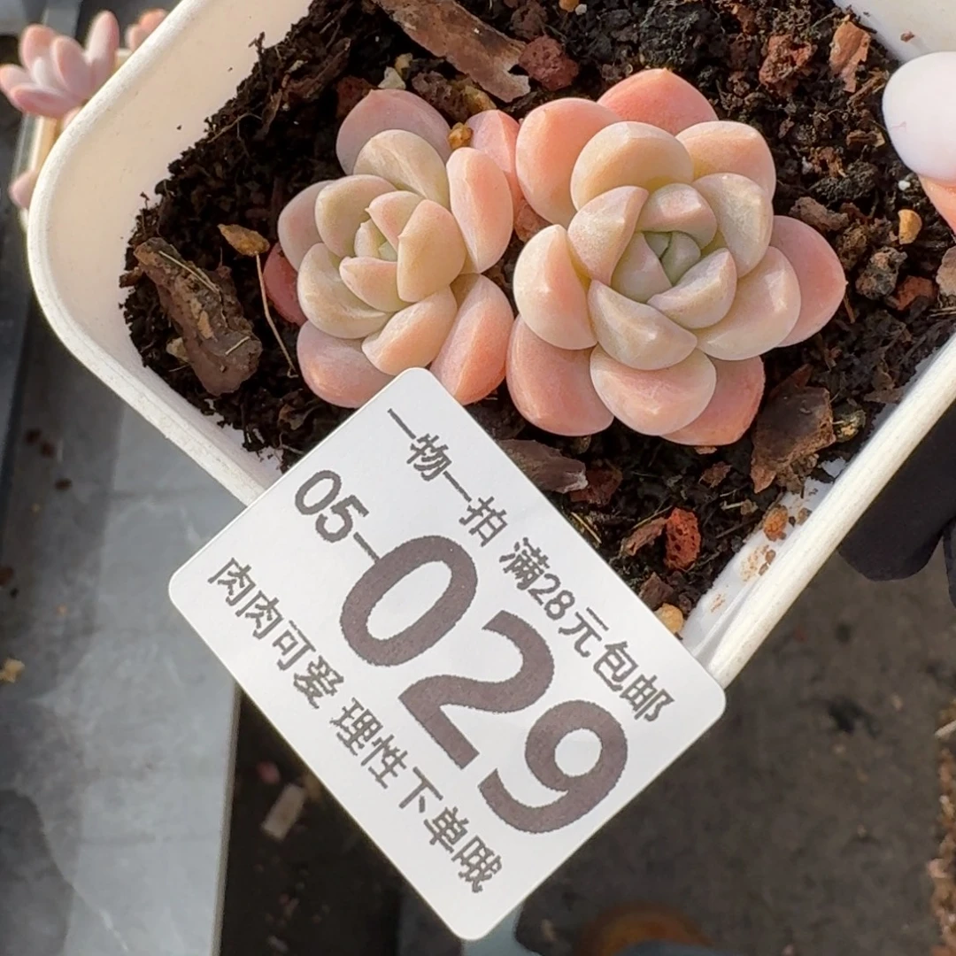 雪媚娘无盆土发货无盆