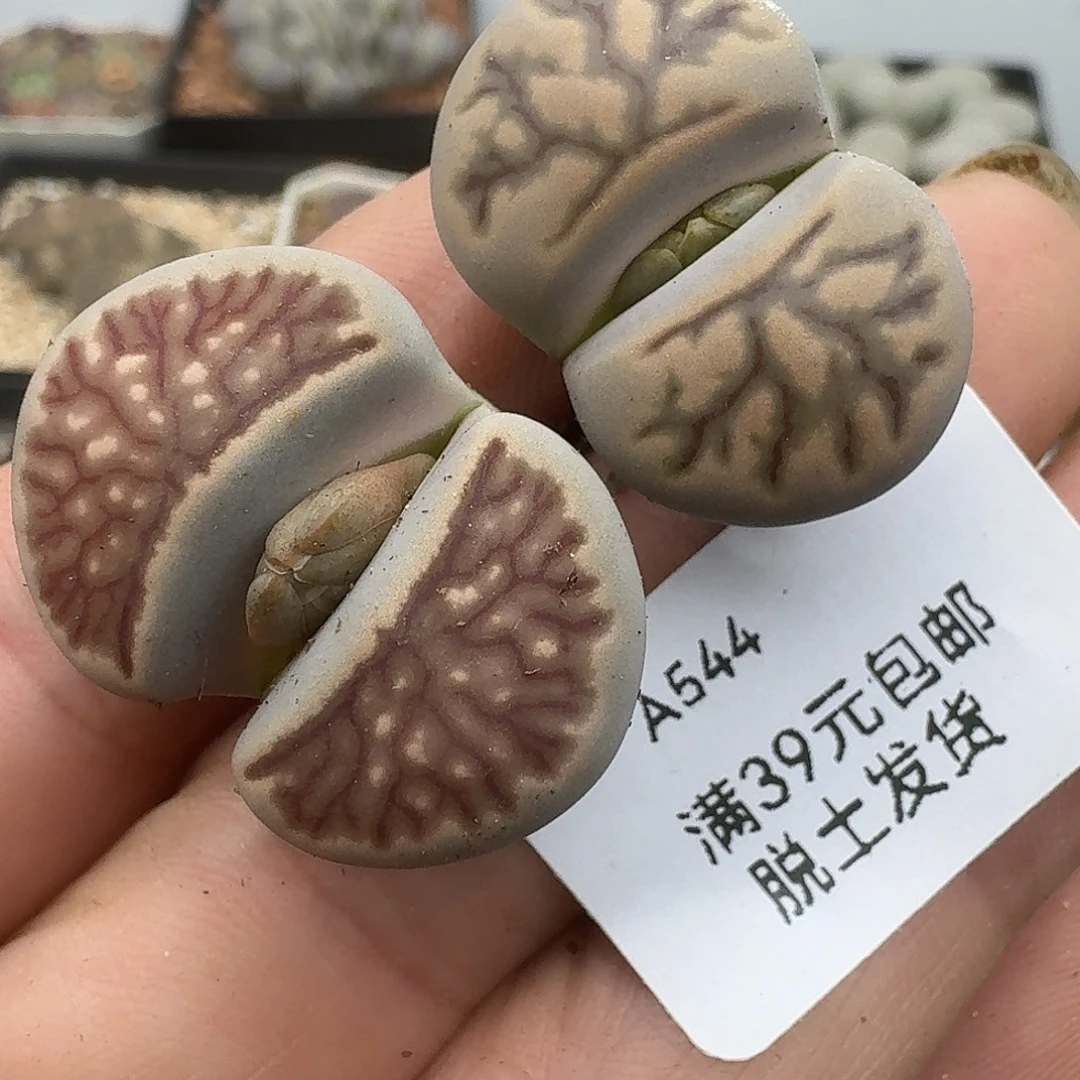 544多肉哈哈哈哈哈哈哈哈