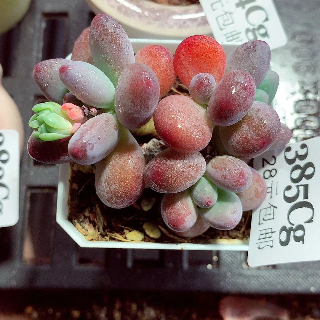 5厘米盆精控多肉385