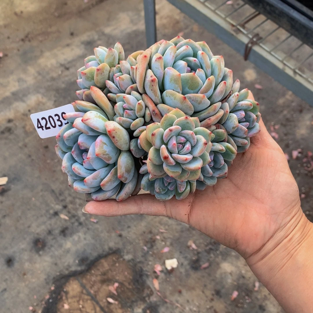 韵*42039嗯嗯嗯加油吧