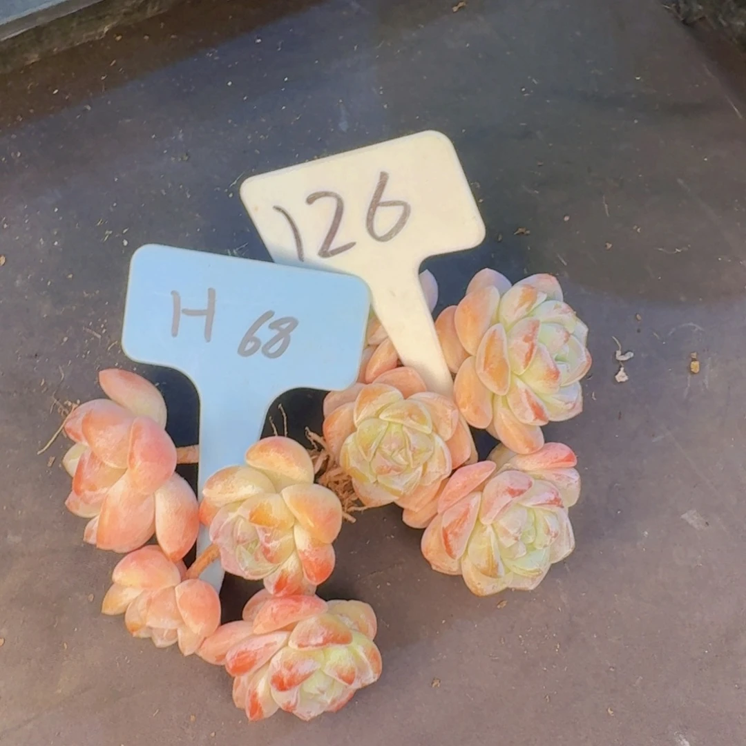 卿***卿多肉植物的生长发育和