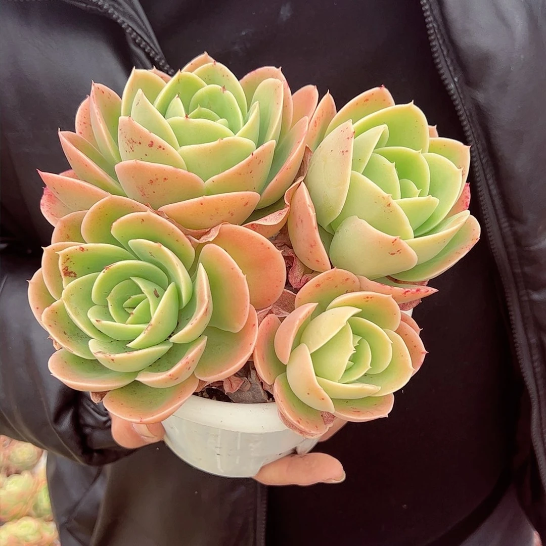 星娜塔三大头起群生